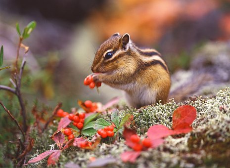 Free Natural Nature photo and picture