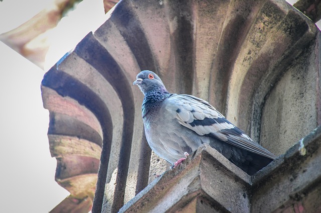 Free Pigeon Bird photo and picture