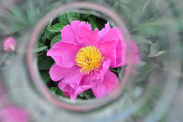 Free Peony Apart photo and picture
