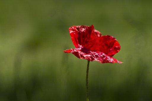 Mohnblume, Klatschmohn, Rot, Wiese