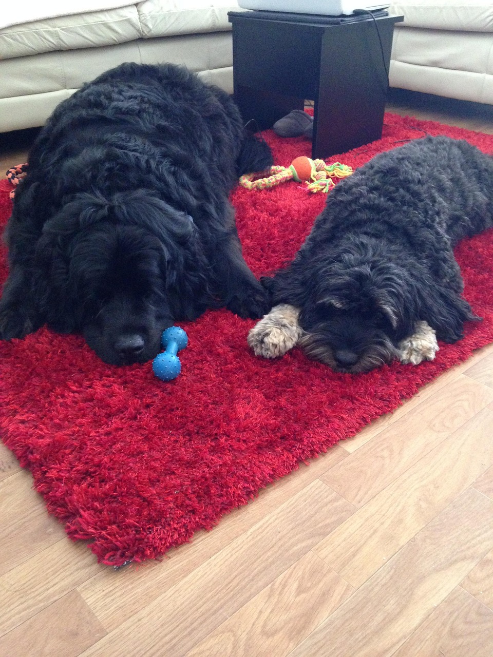 Annonces de chiens de chasse - - France Chasse - Les