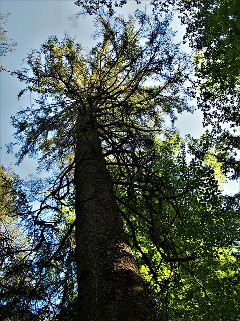Free Tree Wood photo and picture