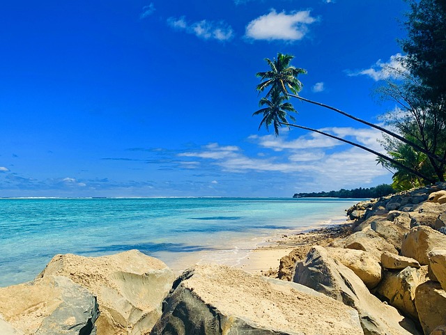 Free Palm Tree Island photo and picture