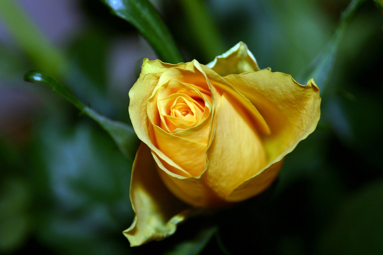 Fleur Roe Rose Fleur La Nature De - Photo gratuite sur Pixabay - Pixabay