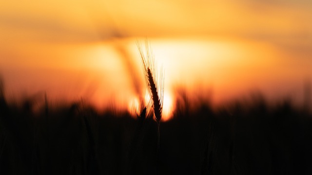 Free Wheat Sunset photo and picture