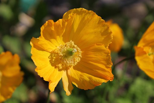 Free Flower Bloom photo and picture