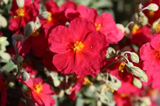 Free Rockrose Flower Background photo and picture