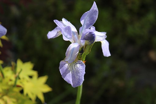 Free Iris Flowers photo and picture