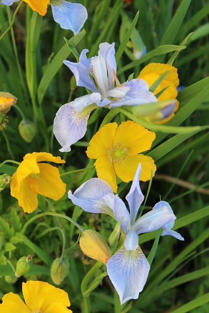 Free Iris Beautiful Flowers photo and picture