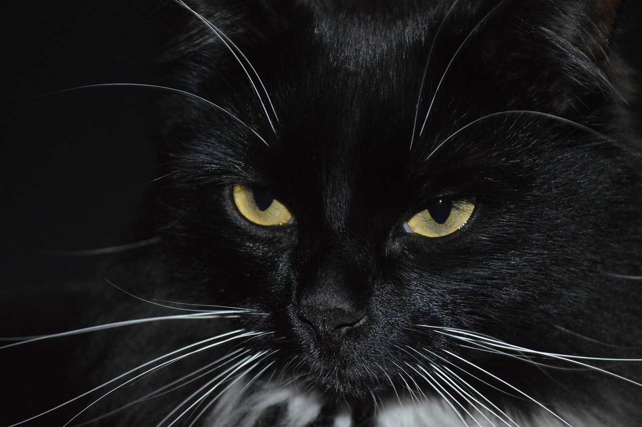 cat-5191593_1280.jpg