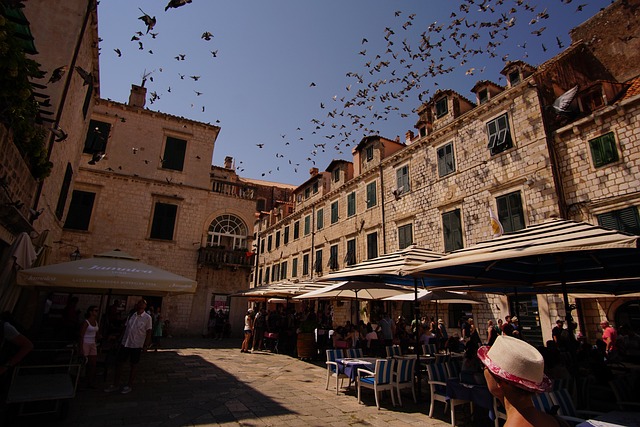 Free Dubrovnik Pigeons photo and picture