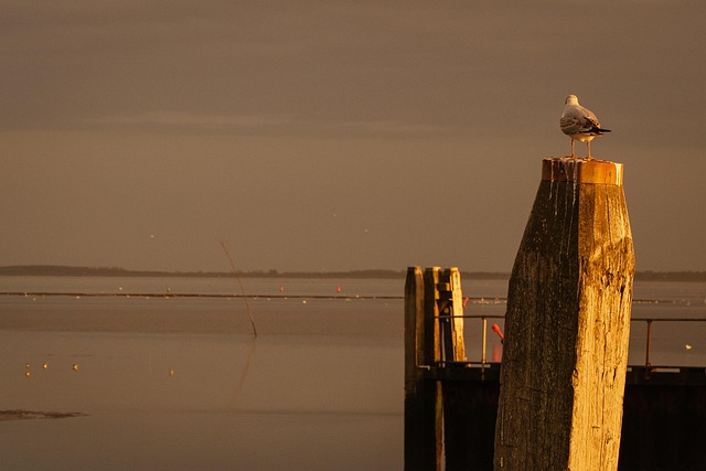 Free Gull Bird photo and picture