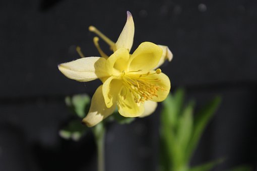 Free Aquilegia Flower photo and picture
