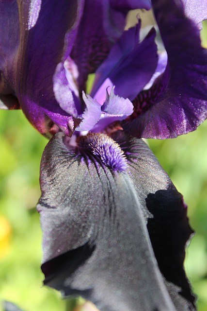 Free Bearded Iris Black photo and picture