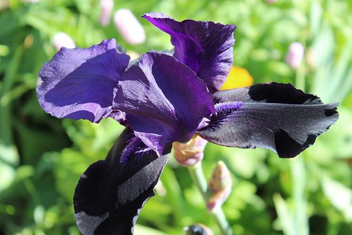 Free Bearded Iris Purple photo and picture