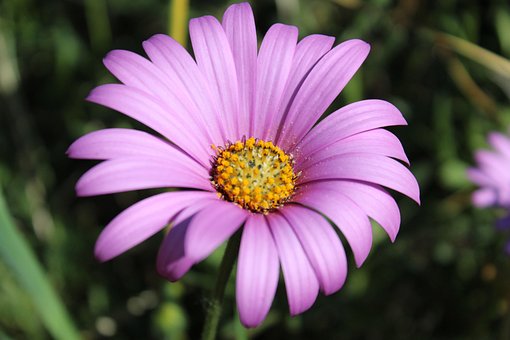 Free Osteospermum Bloom photo and picture