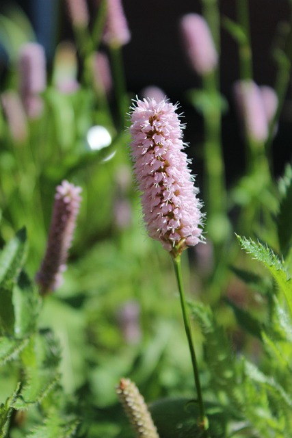 Free Persicaria Plant photo and picture