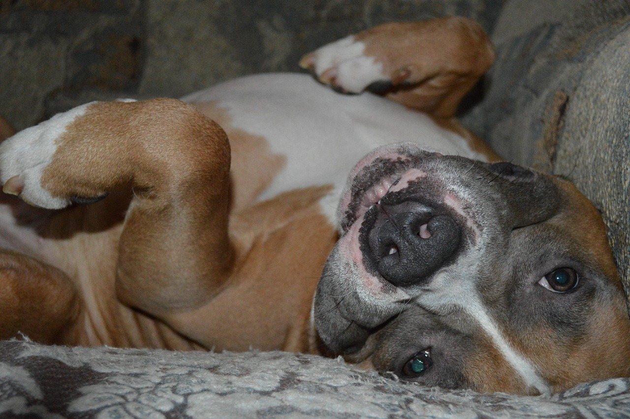 Dog Lies Staff Free Photo On Pixabay Pixabay