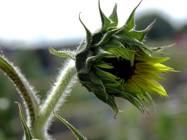 Free Sunflower Flower photo and picture