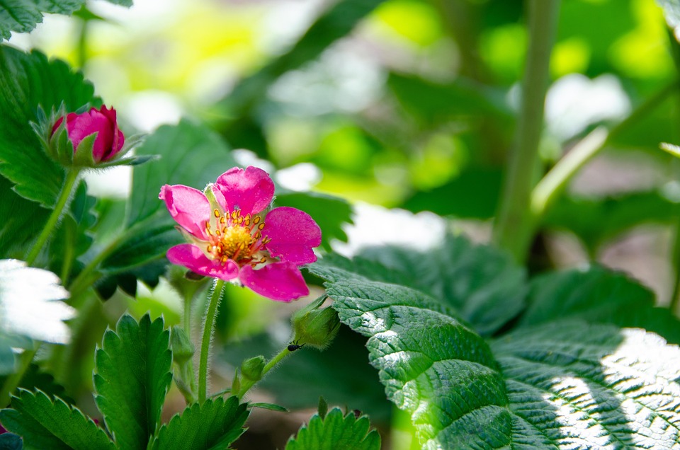 イチゴの植物 花 スプリング Pixabayの無料写真