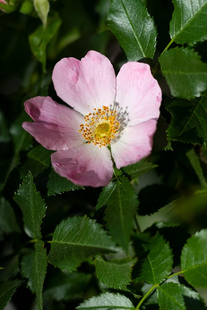 Free Rose Hip Flower photo and picture