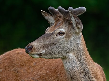 Free Red Deer photo and picture