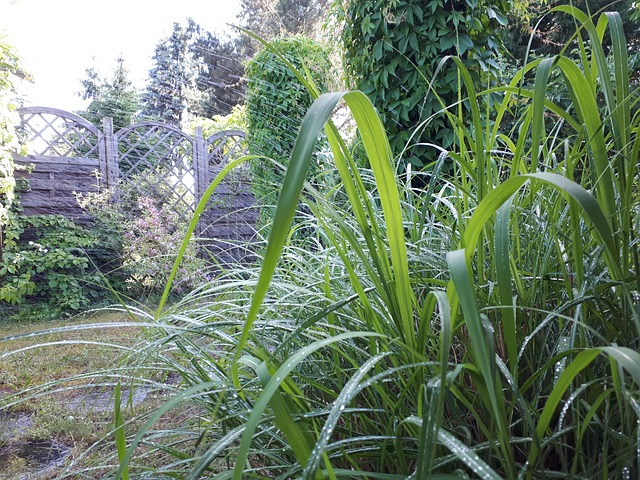 Free Garden Grass photo and picture