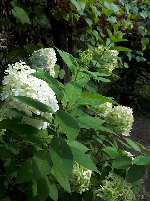 Free Hydrangeas Garden photo and picture