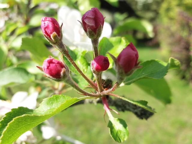 Free Spring Garden photo and picture