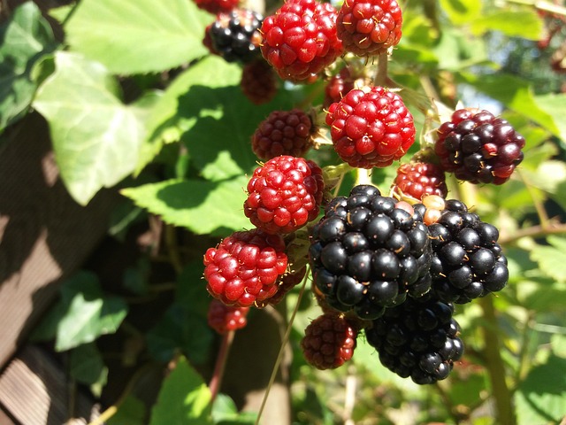 Free Garden Blackberry photo and picture