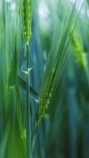 Free Plant Wheat photo and picture