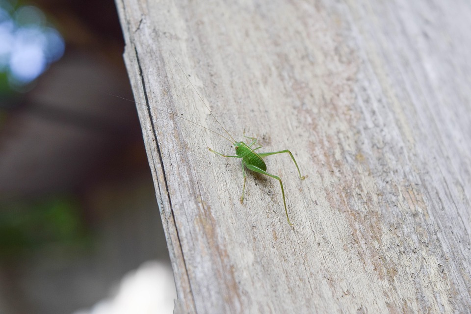 Insecte Vert De Longues - Photo gratuite sur Pixabay - Pixabay