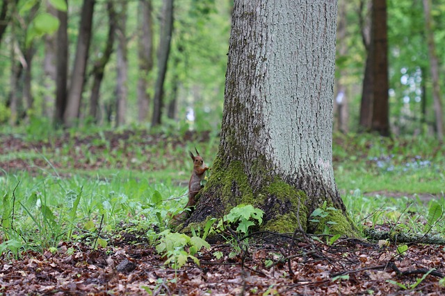 Free Tree Oak photo and picture