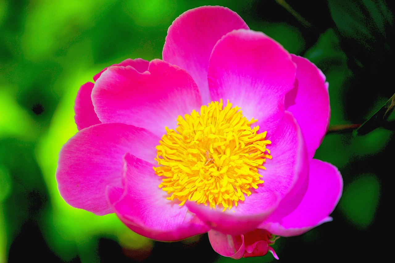 꽃 모란 Peony Flower - Pixabay의 무료 사진 - Pixabay