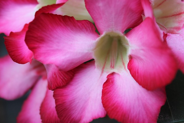 Free Garden Nature photo and picture