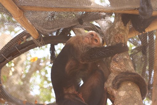 Free Micos Animal photo and picture