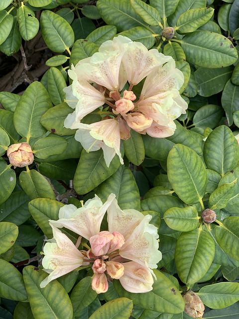 Free Rhododendron Light photo and picture