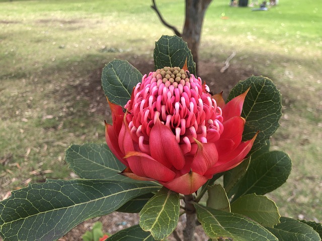 Waratah, Blume, Australien, Garten
