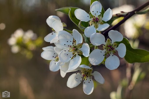 Free Spring Flower photo and picture