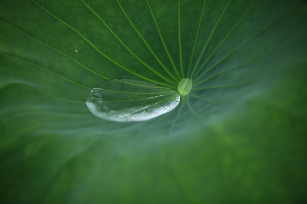 연잎 물방울 연꽃 - Pixabay의 무료 사진 - Pixabay