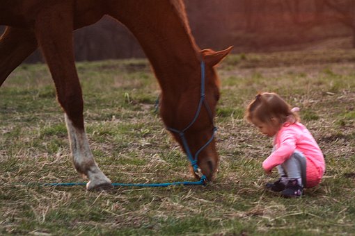 Free Horse The Little Girl photo and picture