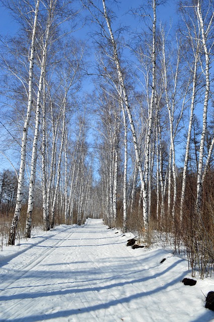 Free Spring Birch photo and picture