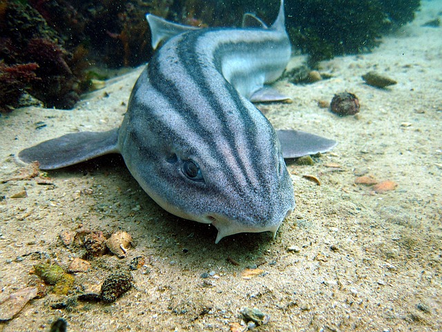 Free Shark Ocean photo and picture