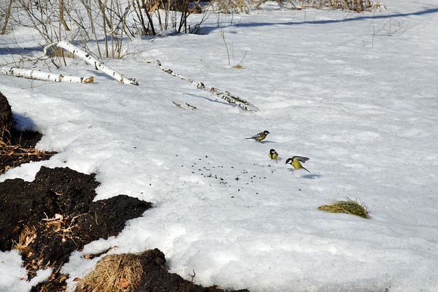 Free Spring Birds photo and picture