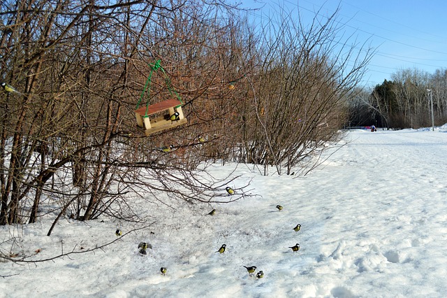 Free Spring Birds photo and picture