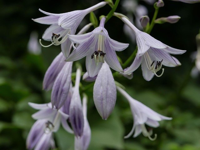Feder, Gelb, Blume, Natur, Narzisse