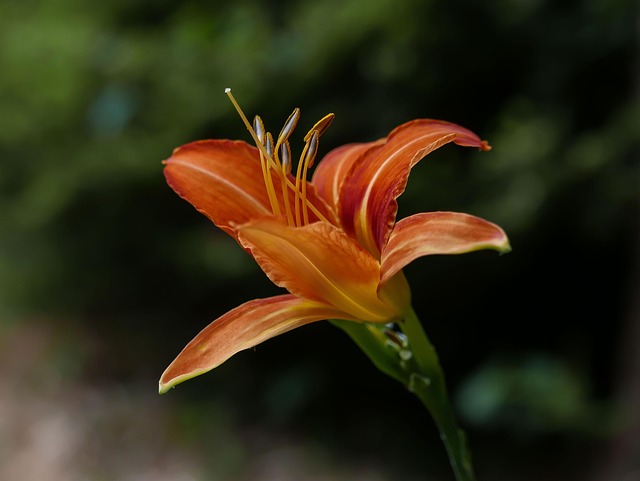 Feder, Gelb, Blume, Natur, Daffodil