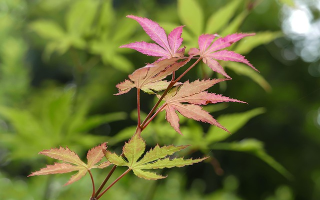 Ändern, Blatt, Herbst, Umgebung, Ahorn
