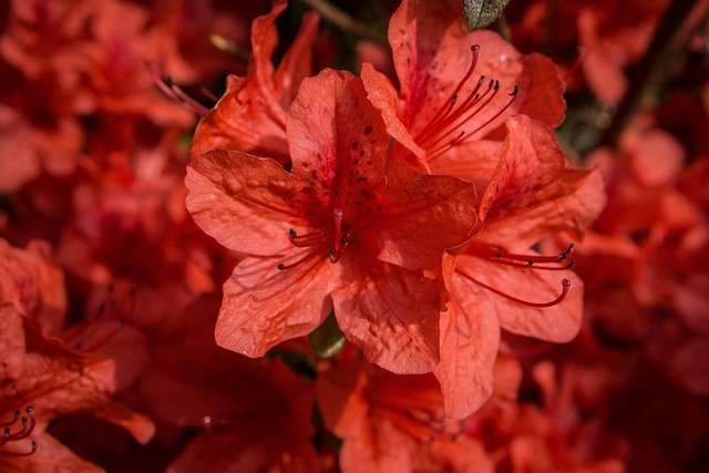 Feder, Garten, Blumentapete, Azalea