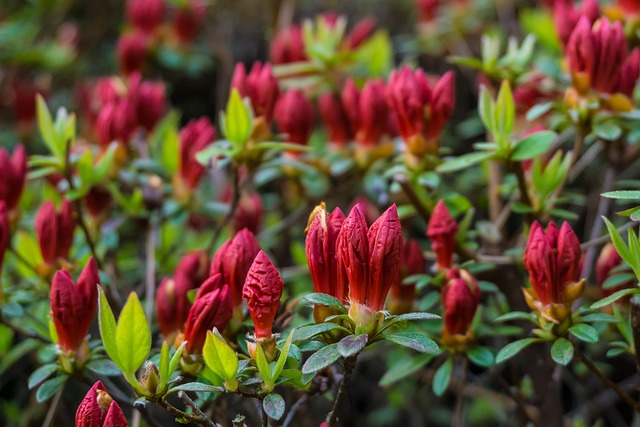 Feder, Schöne Blumen, Garten, Azalea